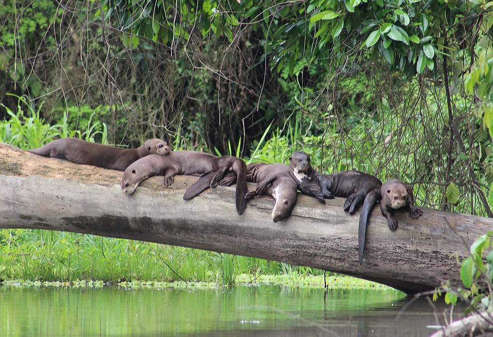 giant otter maps